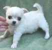 Chihuahua puppies for sale