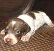 Miniature Dachshund puppies for sale