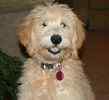 Goldendoodle puppies for sale