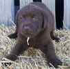 Labrador Retriever puppies for sale