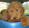 Goldendoodle puppies for sale