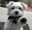 Maltepoo puppies for sale
