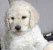 Goldendoodle puppies for sale
