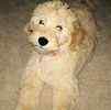 Goldendoodle puppies for sale