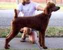 Stasndard Poodle stud services