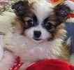 Shih Tzu puppies for sale