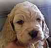 Goldendoodle puppies for sale
