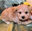 Maltipoo puppies for sale 