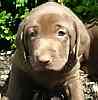 Lab puppies for sale