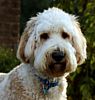 Labradoodle puppies for sale