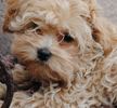 Maltipoo puppies for sale