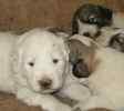 Great Pyrenees puppies for sale