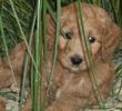 Goldendoodle puppies for sale 