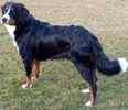 Bernese Mountain Dog puppies for sale