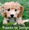Goldendoodle puppies for sale 