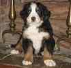 Bernese Moutain Dog puppies for sale