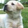 Labrador Retriever puppies for sale