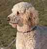 Standard Poodle puppies for sale