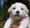 Bichon Frise puppies for sale