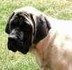 English Mastiff Stud Services