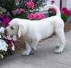 Labrador Retriever puppies for sale
