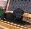 Labrador Retriever puppies for sale 