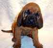 Bloodhound puppies for sale