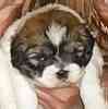 Shih Tzu puppies for sale