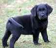 Labrador Retriever puppies for sale