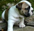 English Bulldog puppies for sale