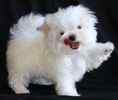 Maltese puppies for sale