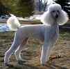 Standard Poodle puppies for sale