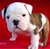 English Bulldog puppies for sale 