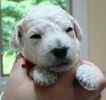 Standard Poodle puppies for sale