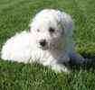 Bichon Frise puppies for sale