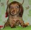 Miniature Dachshund puppies for sale