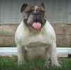 English Bulldog puppies for sale