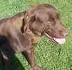 Labrador Retriever puppies for sale