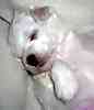 Maltese puppies for sale