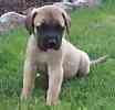 English Mastiff puppies for sale