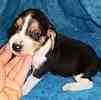 Beagle puppies for sale