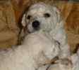 Bichon Frise puppies for sale