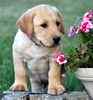 Labrador Retriever puppies for sale