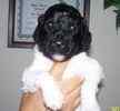Standard Poodle puppies for sale