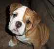 English Bulldog puppies for sale 