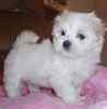 Maltese puppies for sale