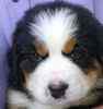 Bernese Mountain Dog puppies for sale 