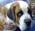 Saint Bernard puppies for sale 