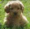 Goldendoodle puppies for sale 