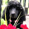 Standard Poodle puppies for sale